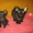 Продам котенка корниш-рекс - Изображение #2, Объявление #123383