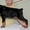 доберман щенки - Изображение #2, Объявление #86896