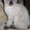 Тайский котенок (скиф) - Изображение #2, Объявление #282825