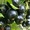 саженцы черной смородины, малины, клубники - Изображение #1, Объявление #759736
