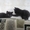 Подарим очаровательных чёрных бомбейских котят  #1106400