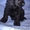 Щенки аглийского кокер спаниеля с родословной - Изображение #1, Объявление #1136556