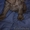 Щенки аглийского кокер спаниеля с родословной - Изображение #3, Объявление #1136556