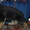 Элитные щенки немецкой овчарки из племенного питомника "Ад Астра Глория" - Изображение #2, Объявление #1149000