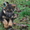 Элитные щенки немецкой овчарки из племенного питомника "Ад Астра Глория" - Изображение #4, Объявление #1149000