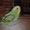 Волнистые попугайчики - Изображение #1, Объявление #1215844