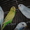 Волнистые попугайчики - Изображение #4, Объявление #1215844