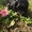  Замечательные щенки американского кокер спаниеля - Изображение #2, Объявление #1404267