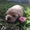  Замечательные щенки американского кокер спаниеля - Изображение #3, Объявление #1404267