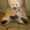 Мягкая игрушка медвежонок - Изображение #2, Объявление #1508249