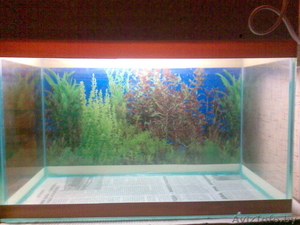 Продам аквариум и компресор. - Изображение #1, Объявление #123564