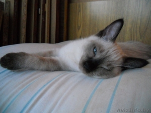 Тайский котенок (скиф) - Изображение #1, Объявление #282825