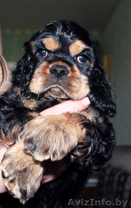 Американского кокер спаниеля,  щенки