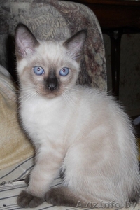 Тайский котенок (скиф) - Изображение #2, Объявление #282825