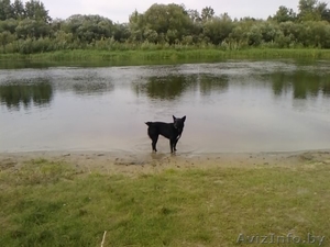 Пропала собака черная с белым