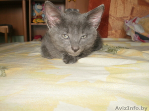 продаю котёнка \"Русского Голубого\" - Изображение #1, Объявление #750749