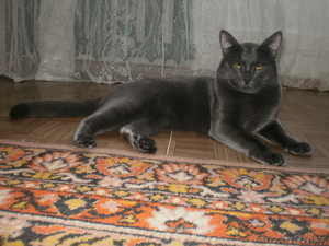 продаю котёнка \"Русского Голубого\" - Изображение #3, Объявление #750749
