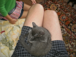 продаю котёнка \"Русского Голубого\" - Изображение #2, Объявление #750749