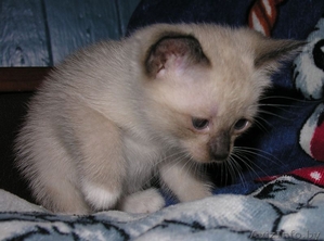 Продам сиамского котенка 2 месяцев - Изображение #1, Объявление #955344