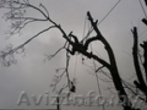 Удалим дерево в городских условиях без автовышки по частям