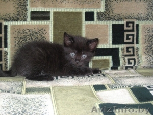 Подарим очаровательных чёрных бомбейских котят  - Изображение #2, Объявление #1106400