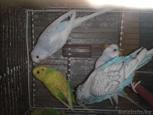 Волнистые попугайчики - Изображение #3, Объявление #1215844