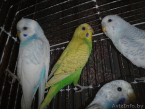 Волнистые попугайчики - Изображение #4, Объявление #1215844