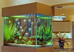 куплю аквариум недорого - Изображение #1, Объявление #1290091
