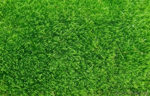 Профессиональный покос газона, травы, бурьяна, Борисов - Изображение #1, Объявление #1388589