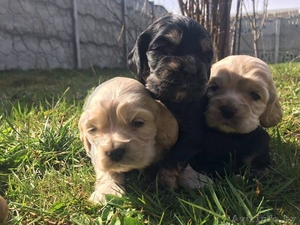 Прекрасные щенки американского кокер спаниеля
