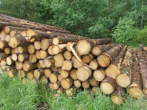 Деревообрабатывающие производство  - Изображение #5, Объявление #1571968