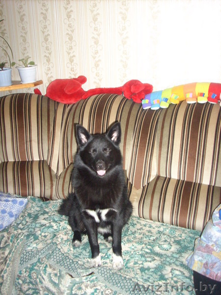 продам щенков русско-европейской лайки - Изображение #1, Объявление #30430