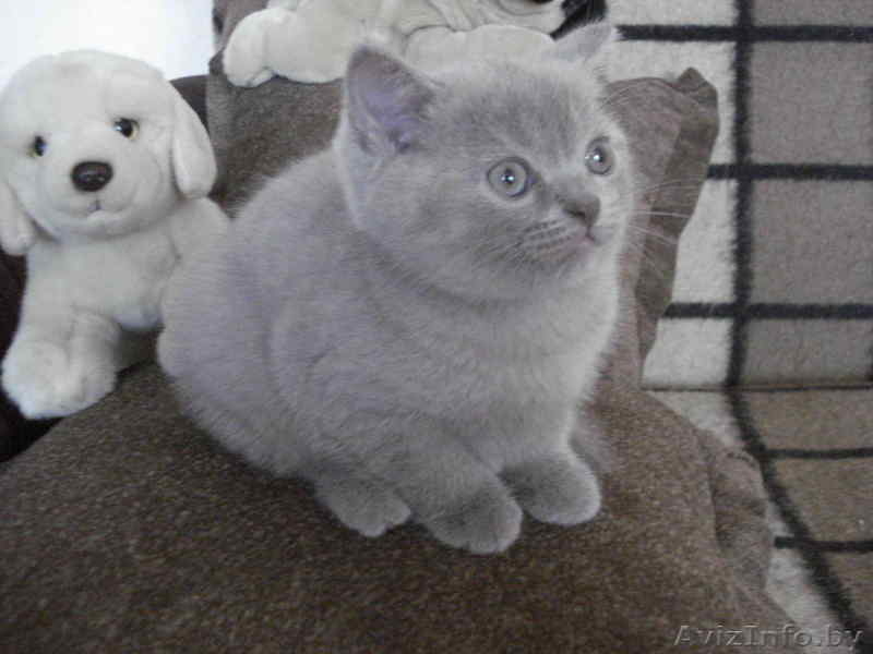 Плюшевая британская небесно-голубая кошечка - Изображение #2, Объявление #37082