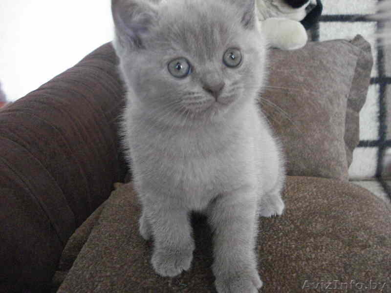 Плюшевая британская небесно-голубая кошечка - Изображение #1, Объявление #37082