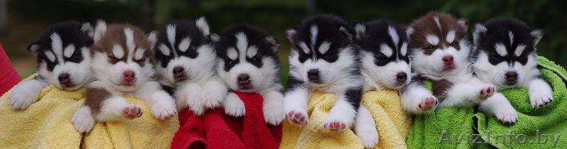 Щенки Сибирских  хаски в Беларуси!!! - Изображение #2, Объявление #75950