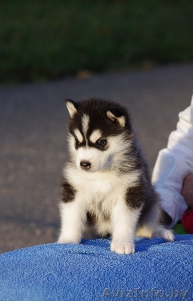 Щенки Сибирских  хаски в Беларуси!!! - Изображение #3, Объявление #75950