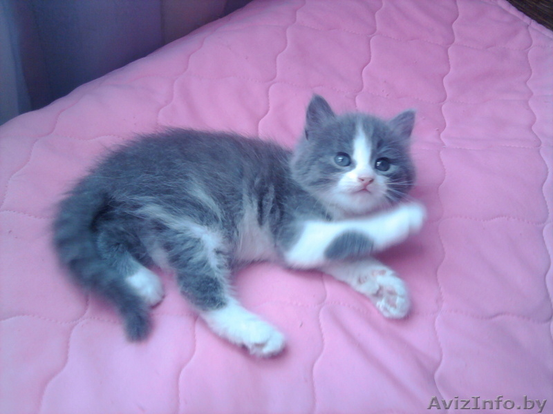 Отдам котёнка в Борисове - Изображение #1, Объявление #89820
