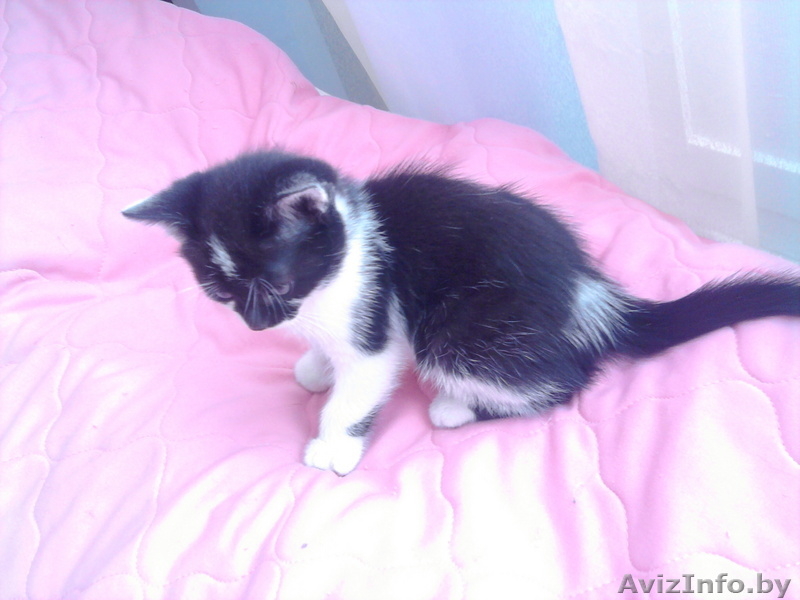Отдам котёнка в Борисове - Изображение #3, Объявление #89820