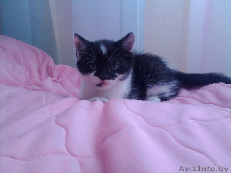 Отдам котёнка в Борисове - Изображение #2, Объявление #89820