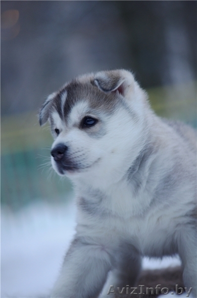 Щенки Сибирских хаски в Беларуси! Помет от Шерри и Вито! - Изображение #6, Объявление #143553