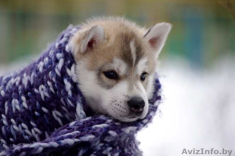 Щенки Сибирских хаски в Беларуси! Помет от Шерри и Вито! - Изображение #4, Объявление #143553