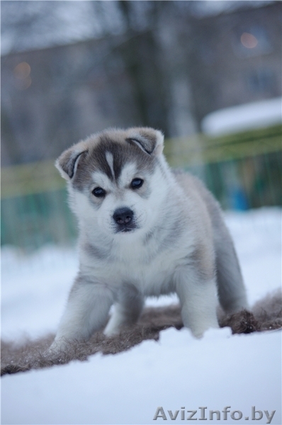 Щенки Сибирских хаски в Беларуси! Помет от Шерри и Вито! - Изображение #9, Объявление #143553