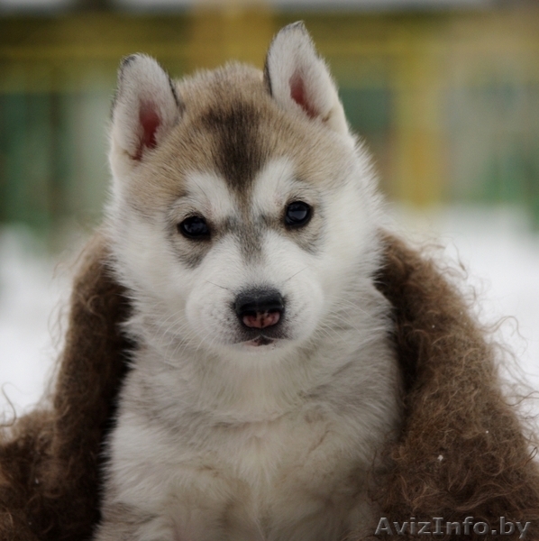 Щенки Сибирских хаски в Беларуси! Помет от Шерри и Вито! - Изображение #8, Объявление #143553