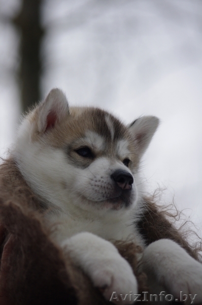 Щенки Сибирских хаски в Беларуси! Помет от Шерри и Вито! - Изображение #5, Объявление #143553