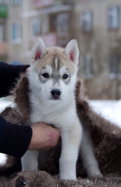 Щенки Сибирских хаски в Беларуси! Помет от Шерри и Вито! - Изображение #3, Объявление #143553