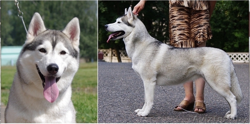 Щенки Сибирских хаски в Беларуси! Помет от Шерри и Вито! - Изображение #1, Объявление #143553