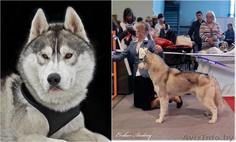 Щенки Сибирских хаски в Беларуси! Помет от Шерри и Вито! - Изображение #2, Объявление #143553