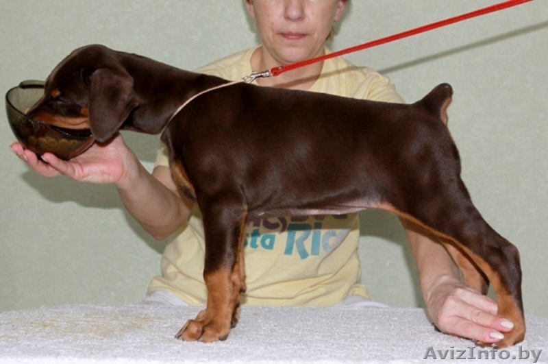 доберман щенки - Изображение #1, Объявление #86896