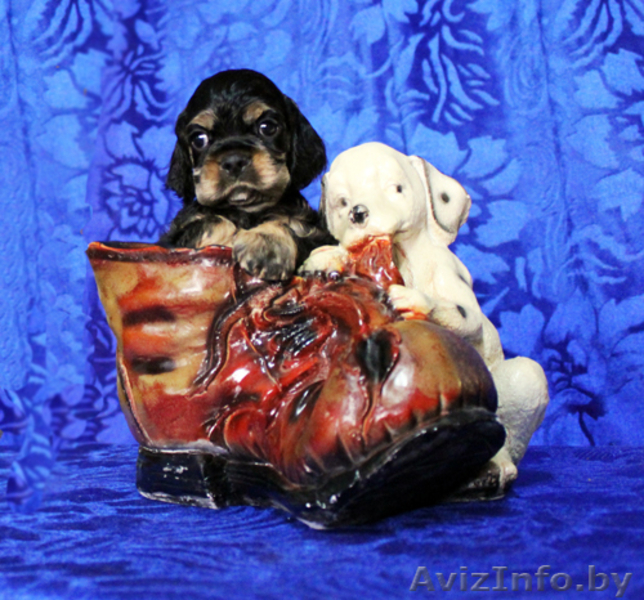 Американского кокер спаниеля щенки** - Изображение #3, Объявление #259107