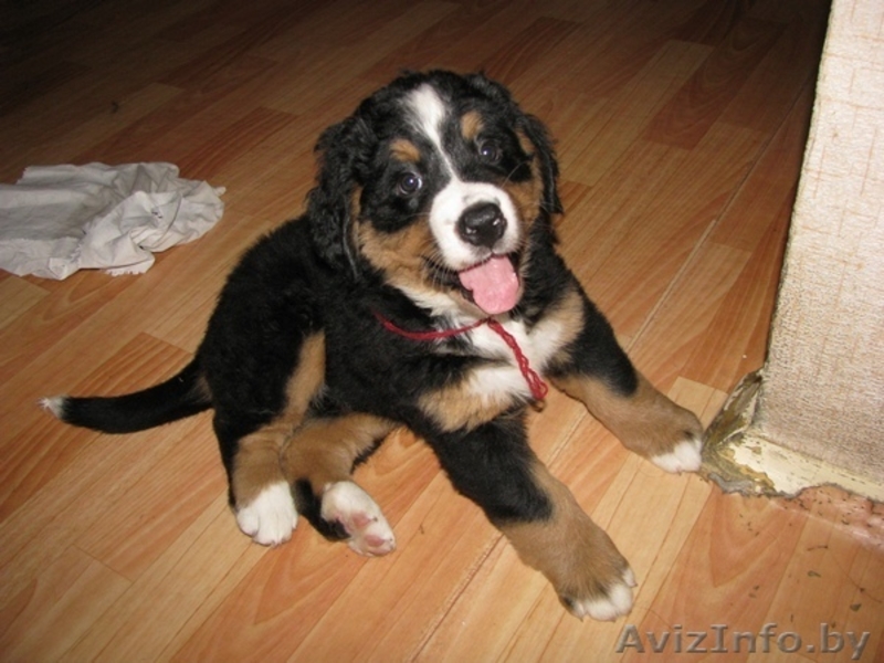 Щенки бернского зенненхунда от титулованных родителей - Изображение #3, Объявление #341507